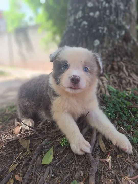 Border Collie Macho Blue Merle Tricolor  - Foto 2