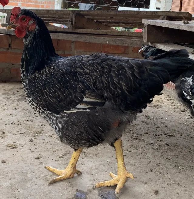Ovos Férteis da Galinha Sertaneja Balão (GSB) - A Gigante do Sertão! - Foto 3