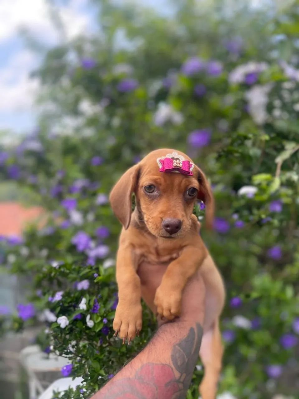 Teckel chocolate e caramelo 