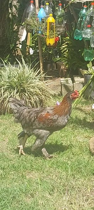 Frango brahma x caipira