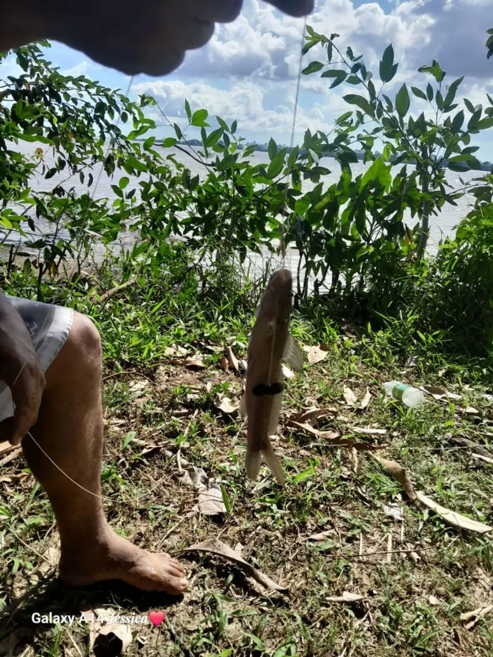 Sitio na ilha combu,cacau em frente Belém, 15m largura 60m fundo com igarape atras
