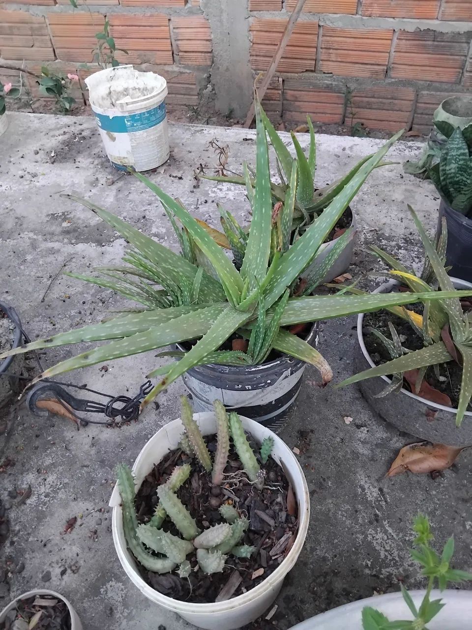 Vendo plantas - Foto 3