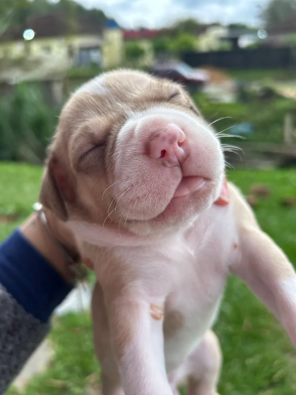 Filhote de pitbull Monster Fêmea Cachorros Araricá 1442975894