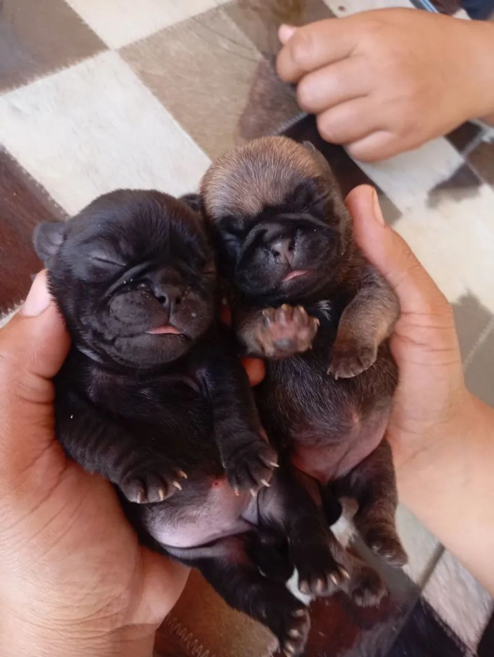 Filhotes de Pug fêmea 