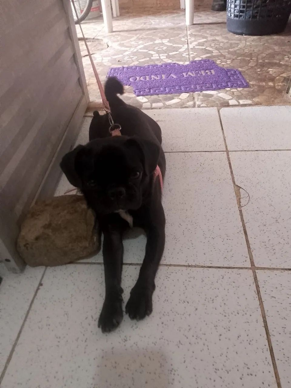 Pug preta linda - Foto 2
