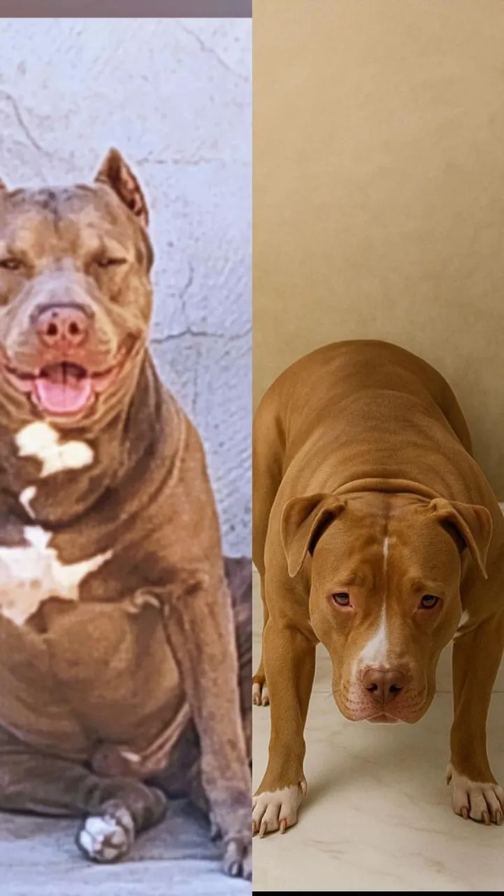 Pitbulls R$ 400 reais