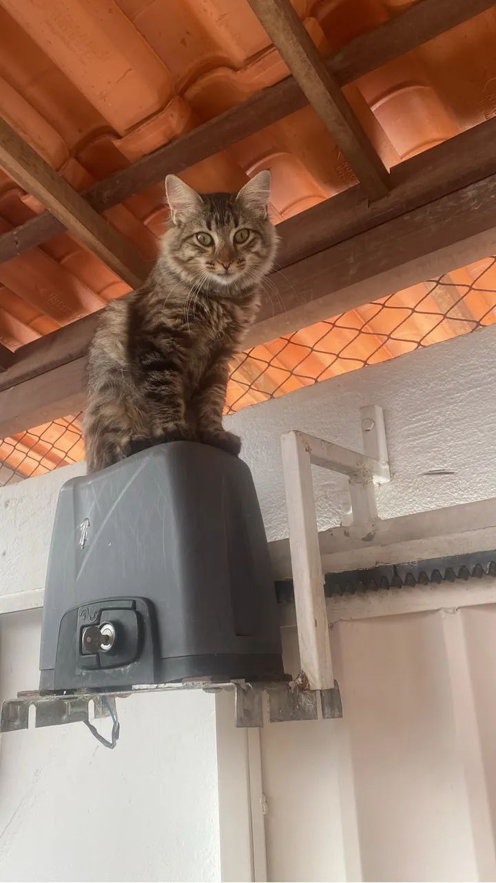 Gatinhos lindos pra adoção 