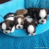 Filhotes de shih tzu padrão mini