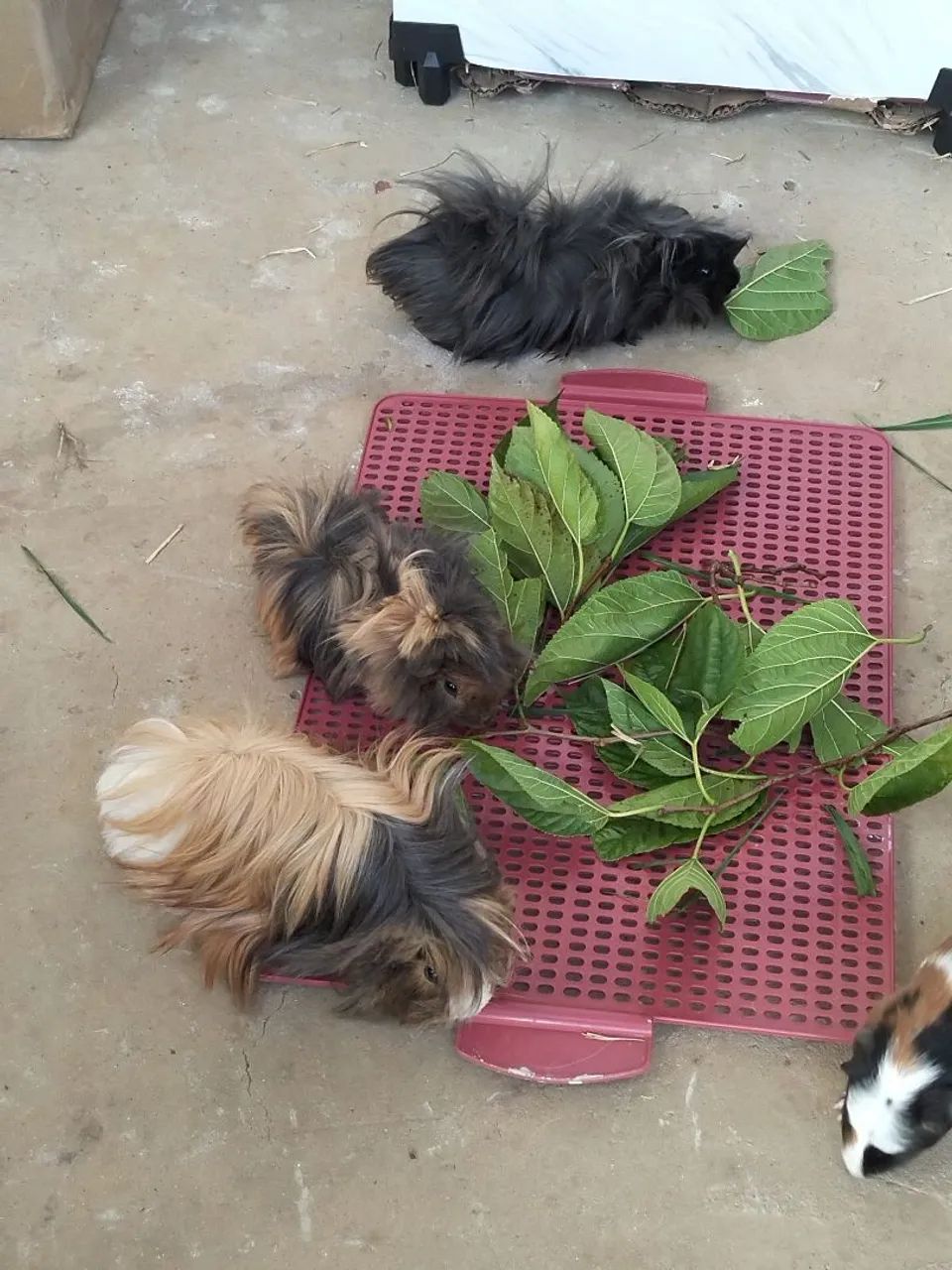 Cobaia e acessórios - Foto 2