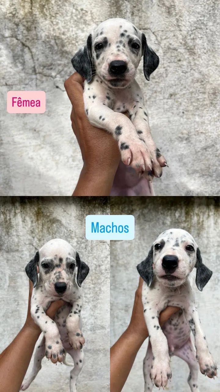Filhote de dálmata  - Foto 2