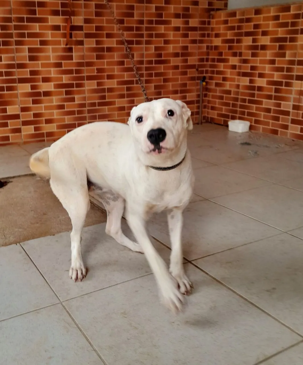 Doação de cachorro fêmea