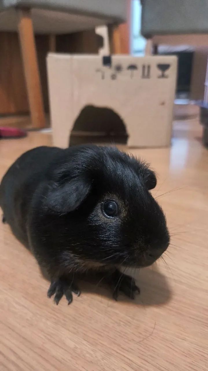 Porquinho da índia preto fofinho para adoção