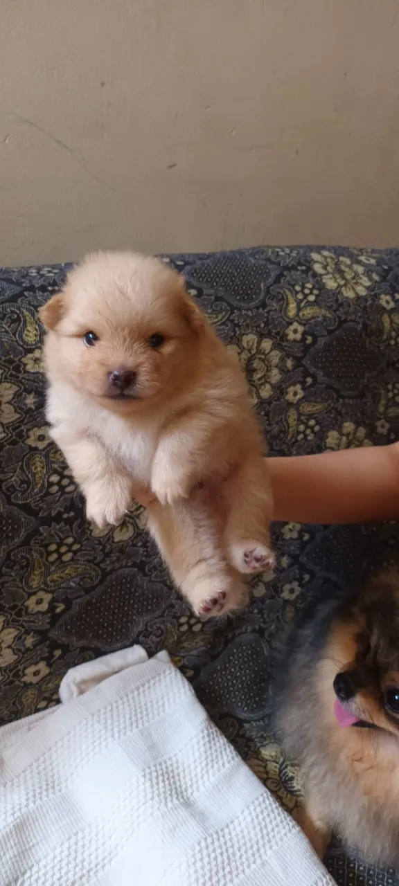 Filhotes de Spitz Alemão anão/Lulu da pomerania