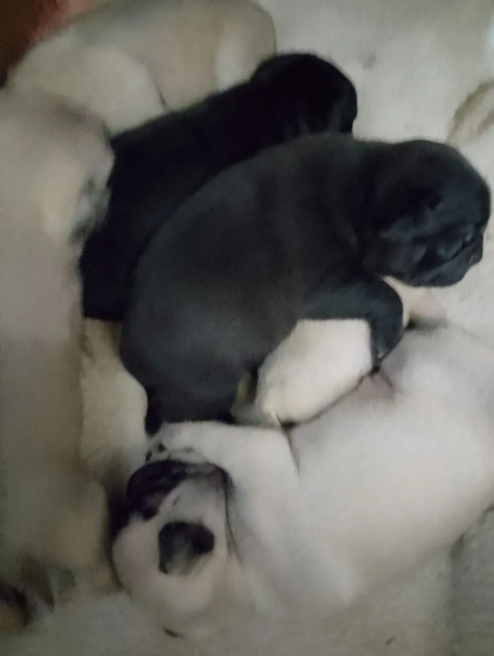 Filhotes de Pug 