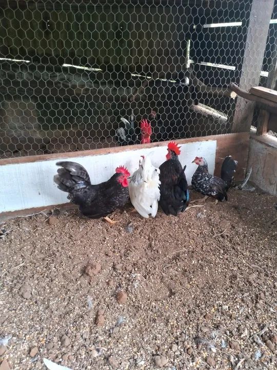 Vendo 4 garninze - Foto 3