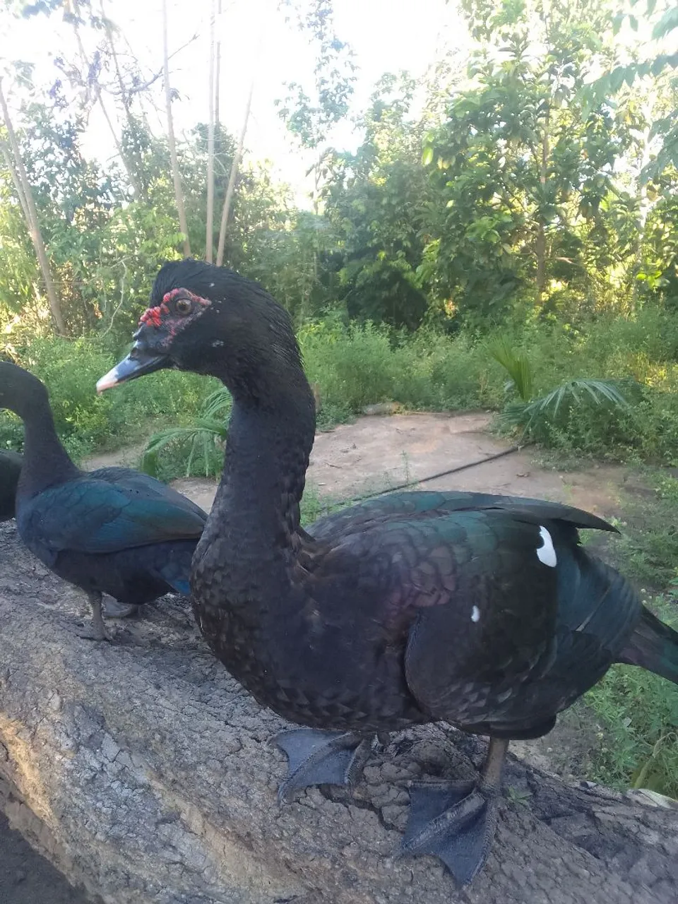 Patos 75