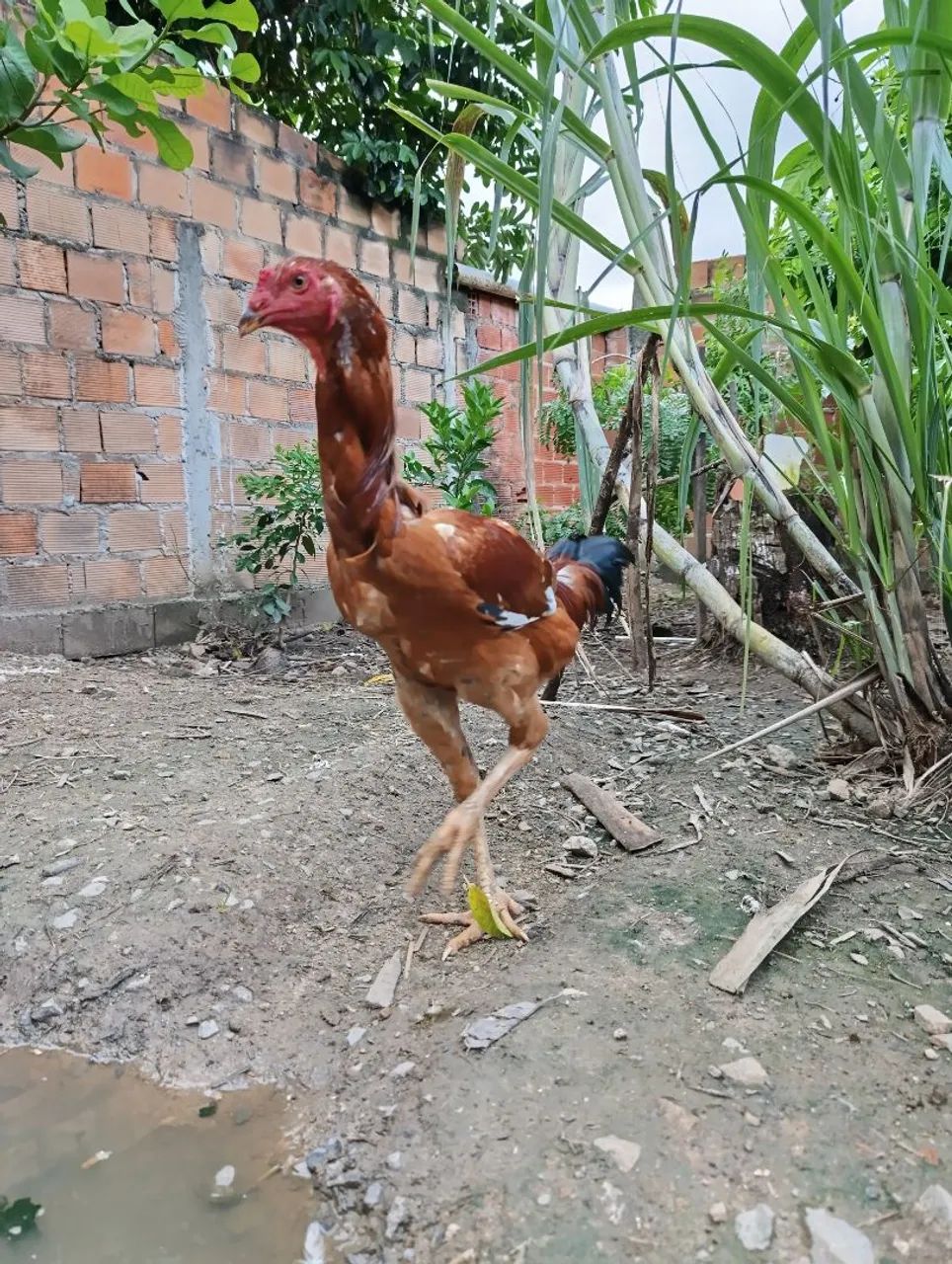Frango Índio Gigante  - Foto 2