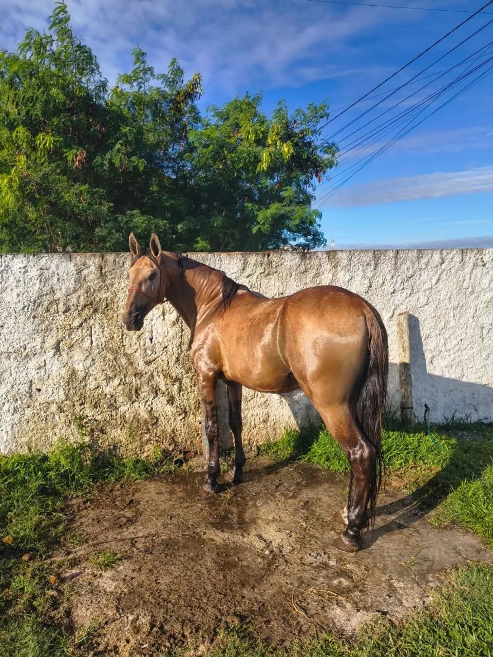 Cavalo Baio de Picado 