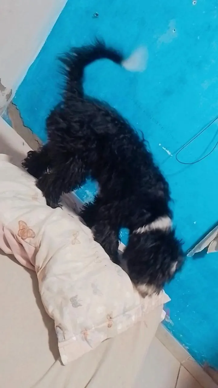 Cachorra poodle femea