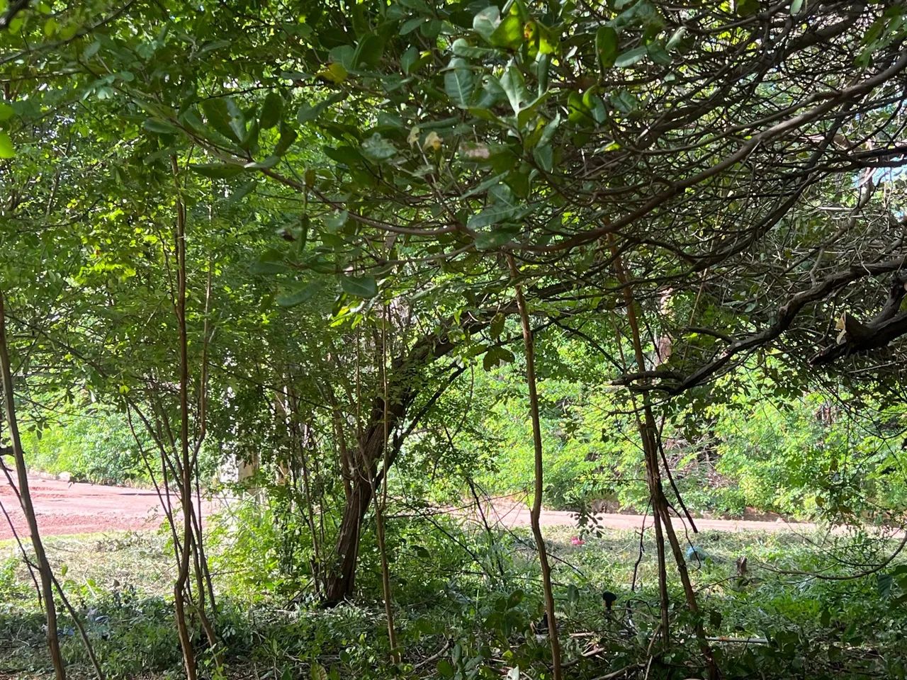 LINDO SÍTIO NO TIMBUBA - Foto 9