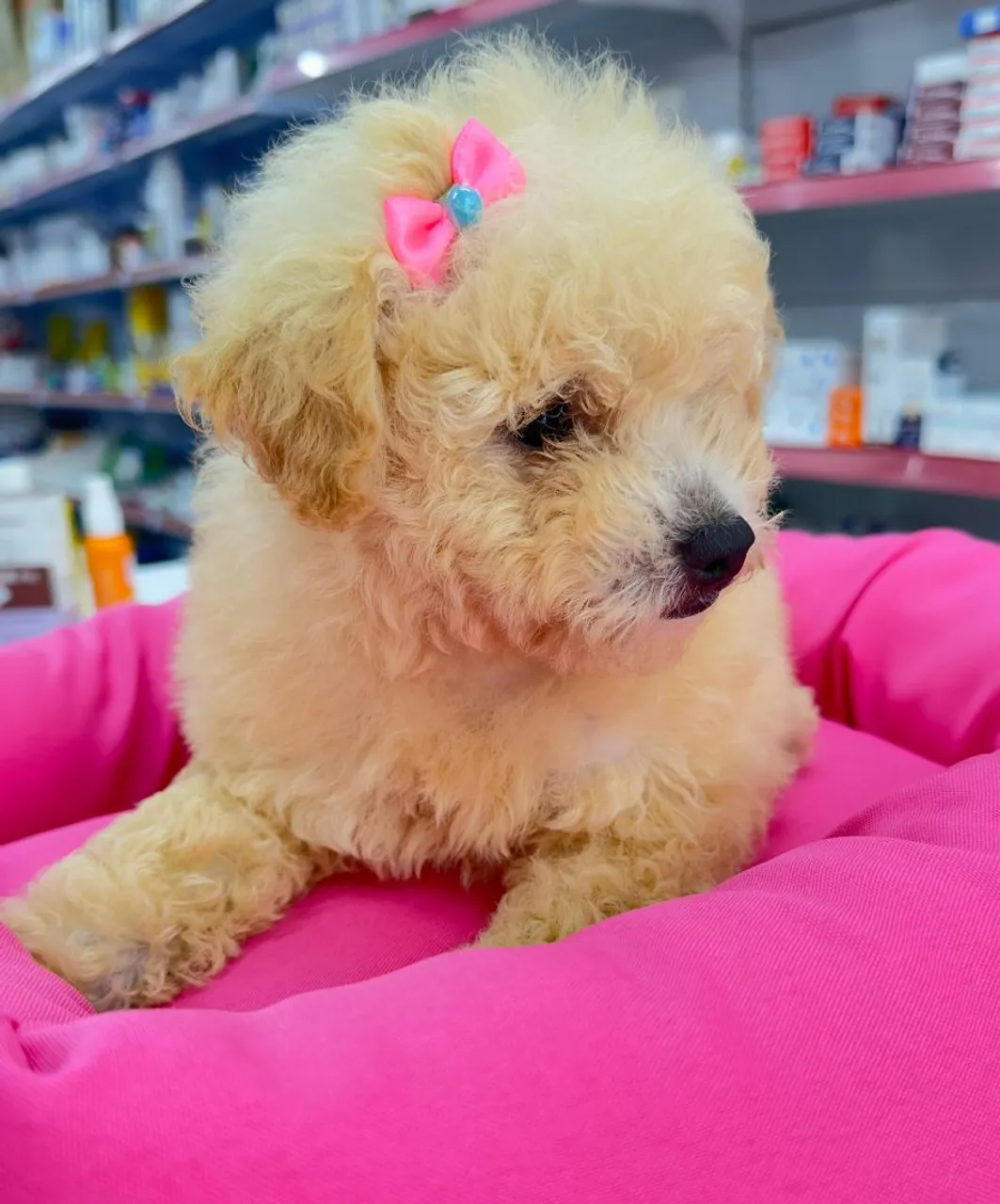 Filhote de Poodle Toy - Fêmea
