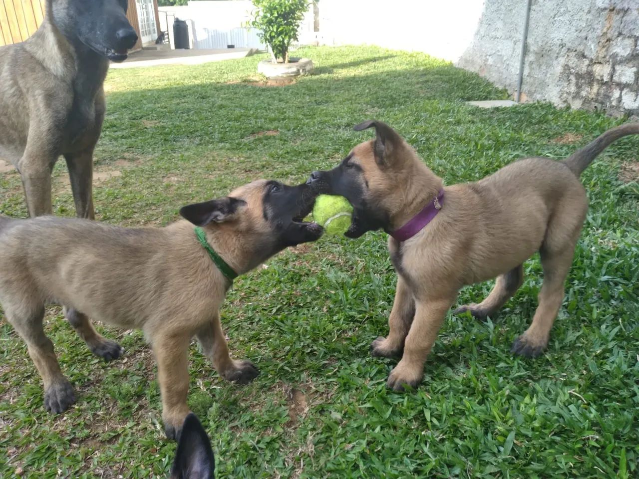 Vendo último casal de Filhotes de Pastor Belga malinois puro.  - Foto 4