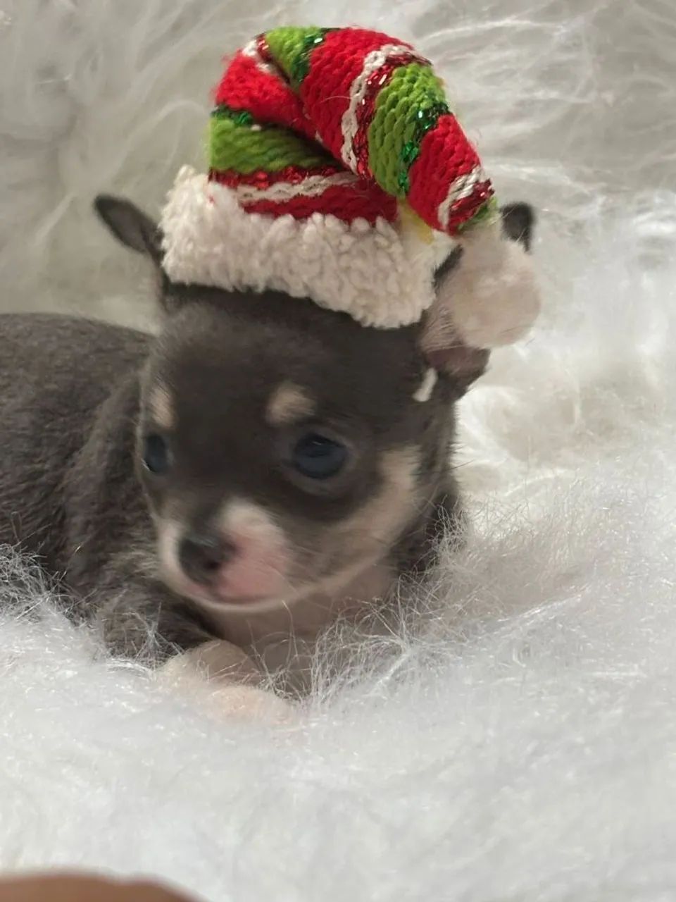 Chihuahua pelos curtos , BLUE belíssimos , para os amantes 