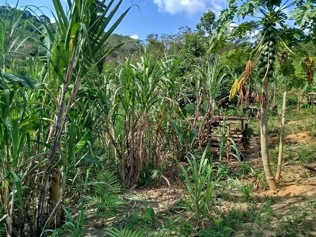 Chácara com Poço e energia  - Foto 2