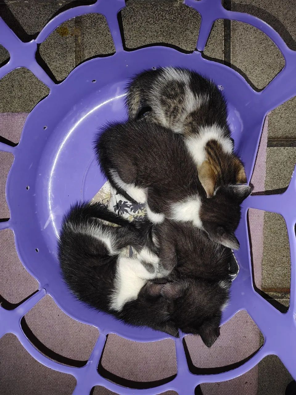 Gatinhos fofinhos para adoção