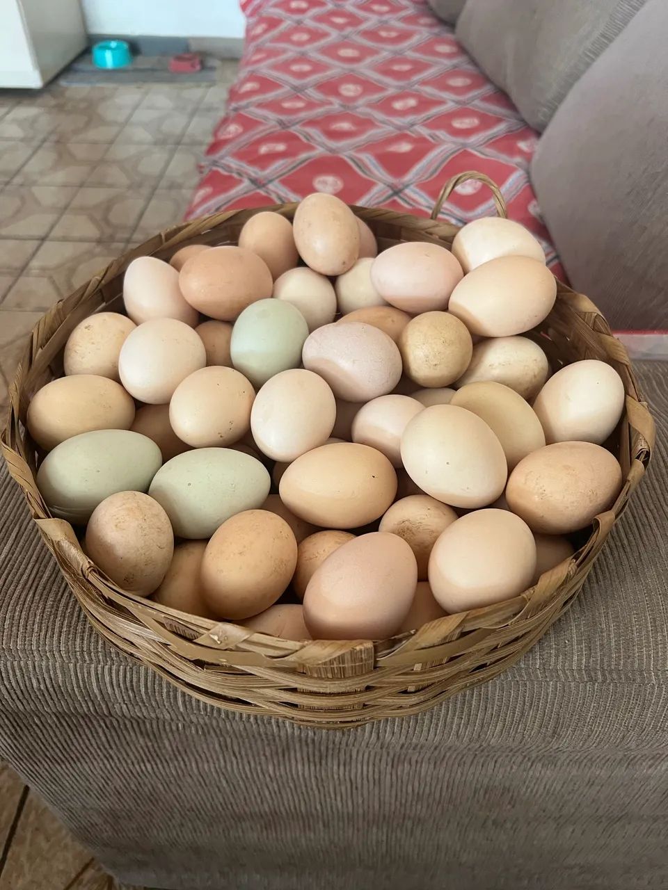 Ovos galados (férteis) galinha caipira 