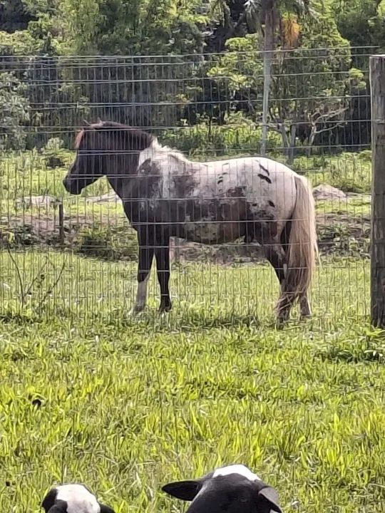 VENDO PÔNEI - R$ 2.000,00 - Foto 2