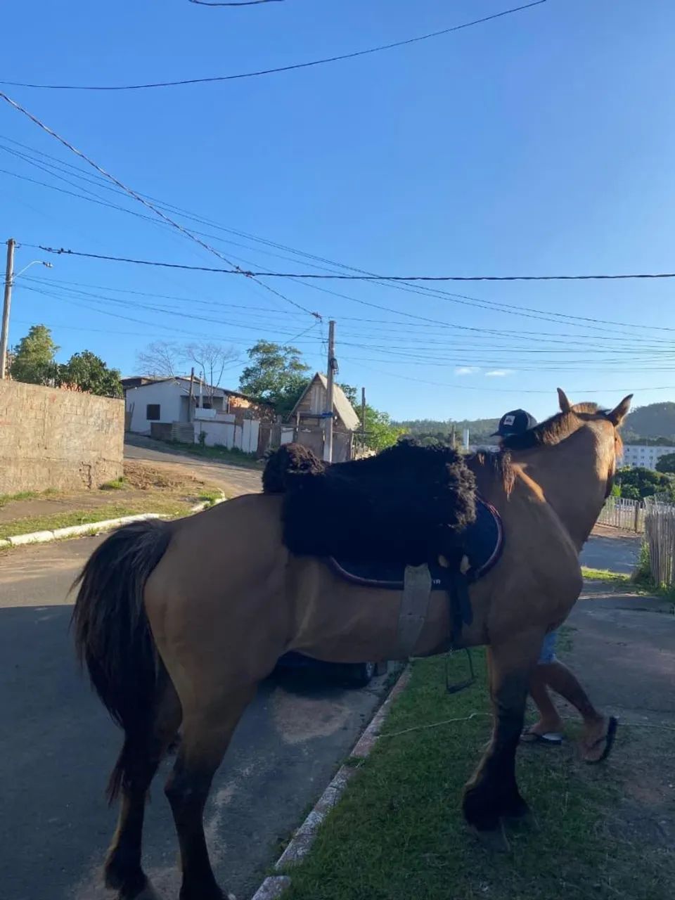 Égua crioula domada - Foto 3