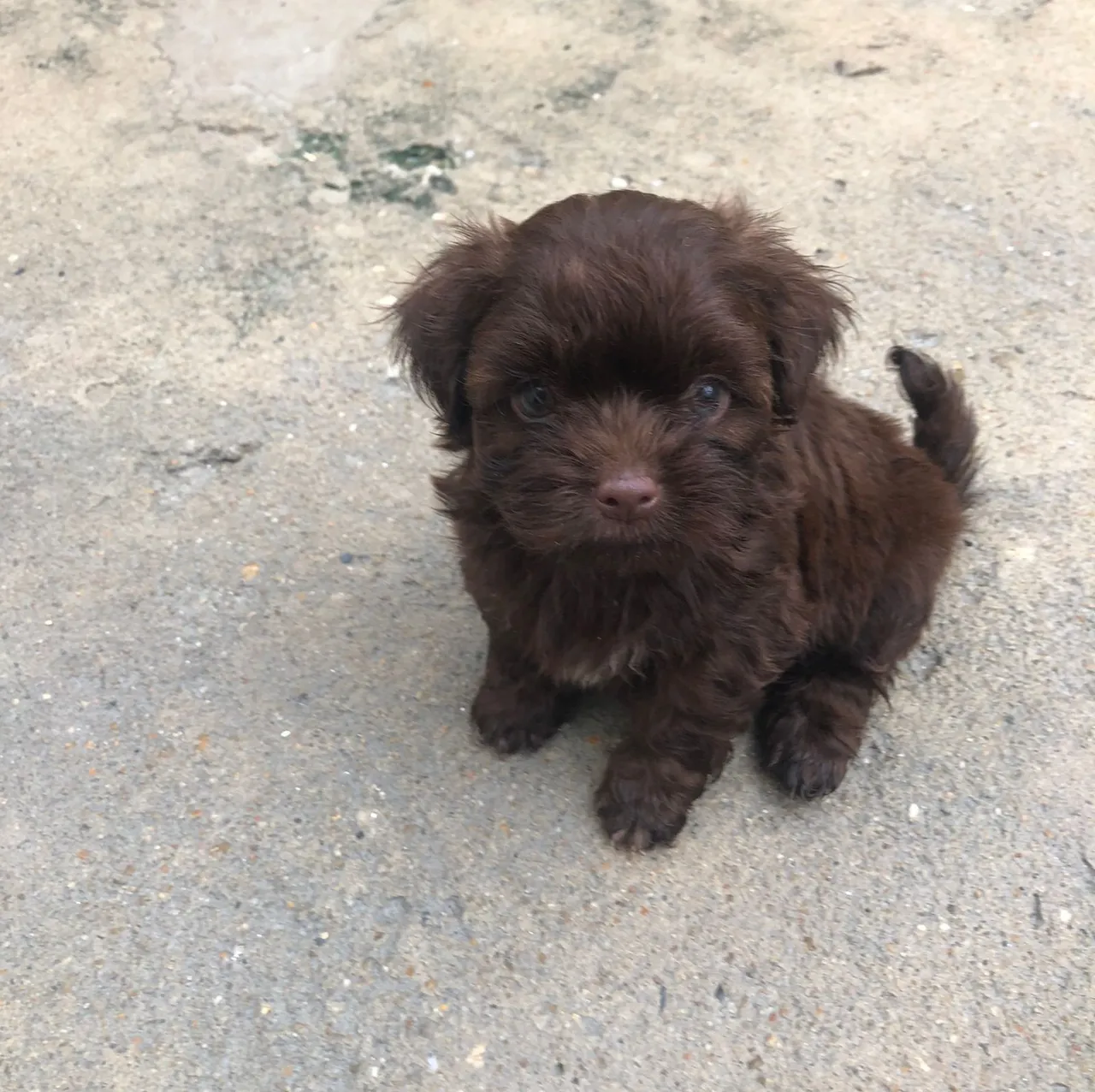 Shih tzu machos