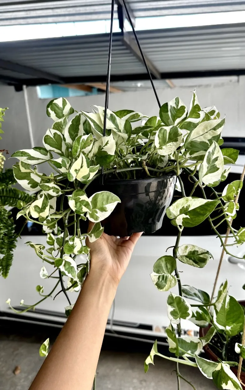 Planta Jiboia Njoy + brinde macramê pendente
