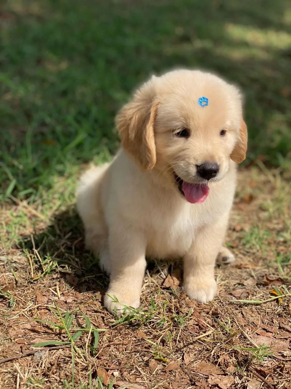 Filhotes de Golden Retriever Gordinhos - Foto 3