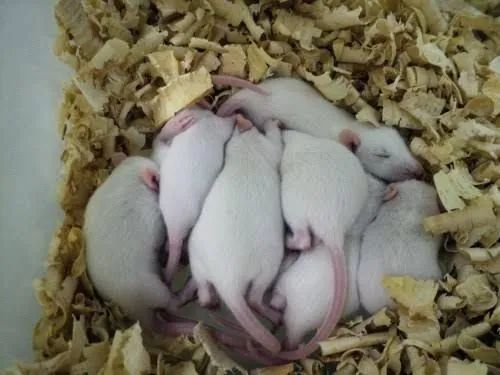 Ratos para Pets - Twister e Neonatos - Foto 3