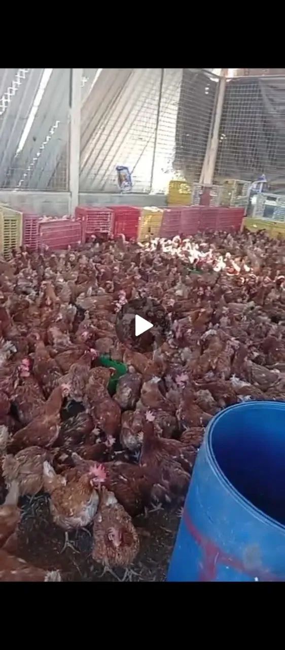 Galinhas atacarejo 25 reais  - Foto 2