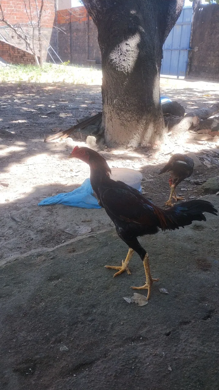 Galinhas e frangos indianos, linhagem top