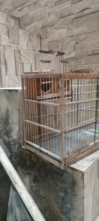 Gaiola voador  - Foto 5