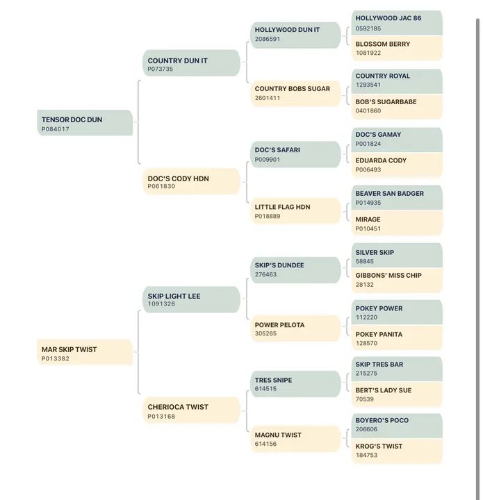 Égua quarto de milha  - Foto 4