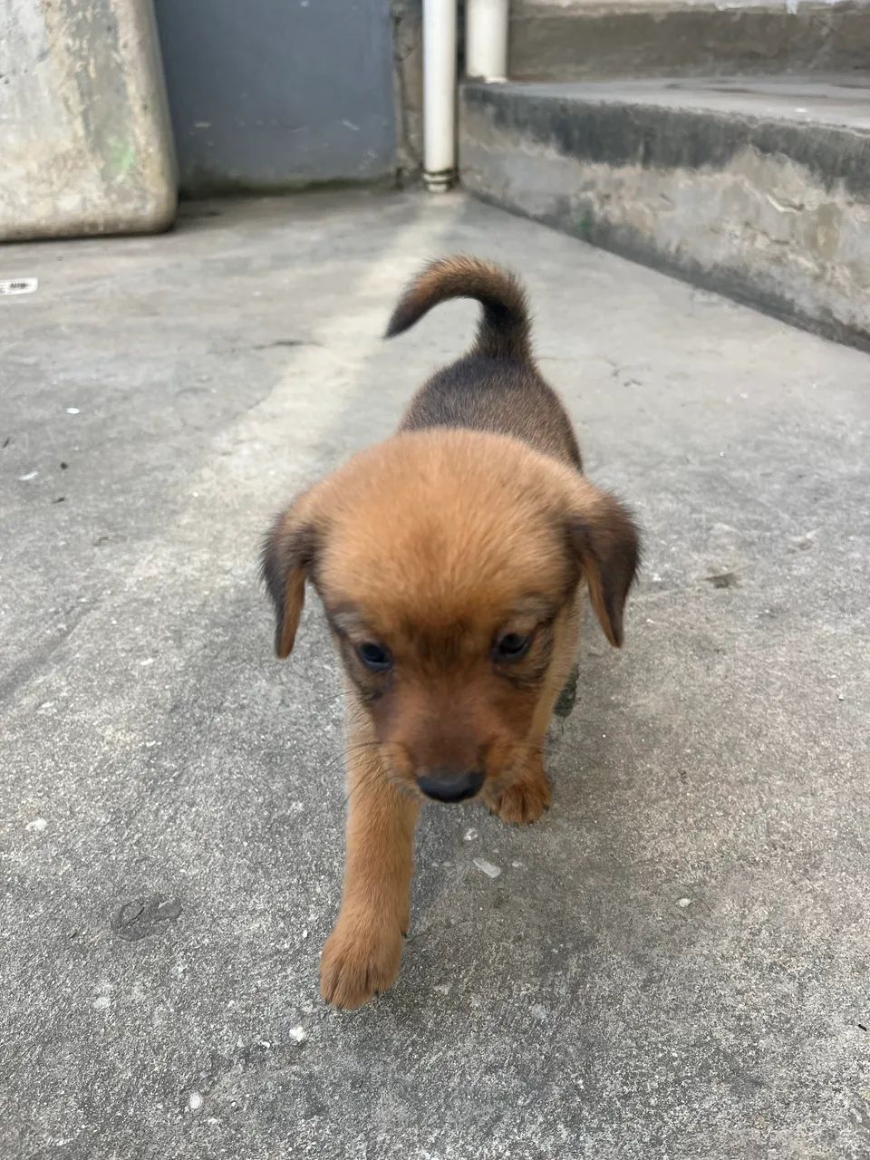 Animal de estimação  - Foto 2