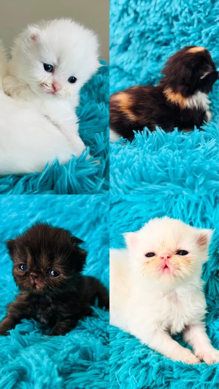 FILHOTE DE GATO PERSA  - Foto 3