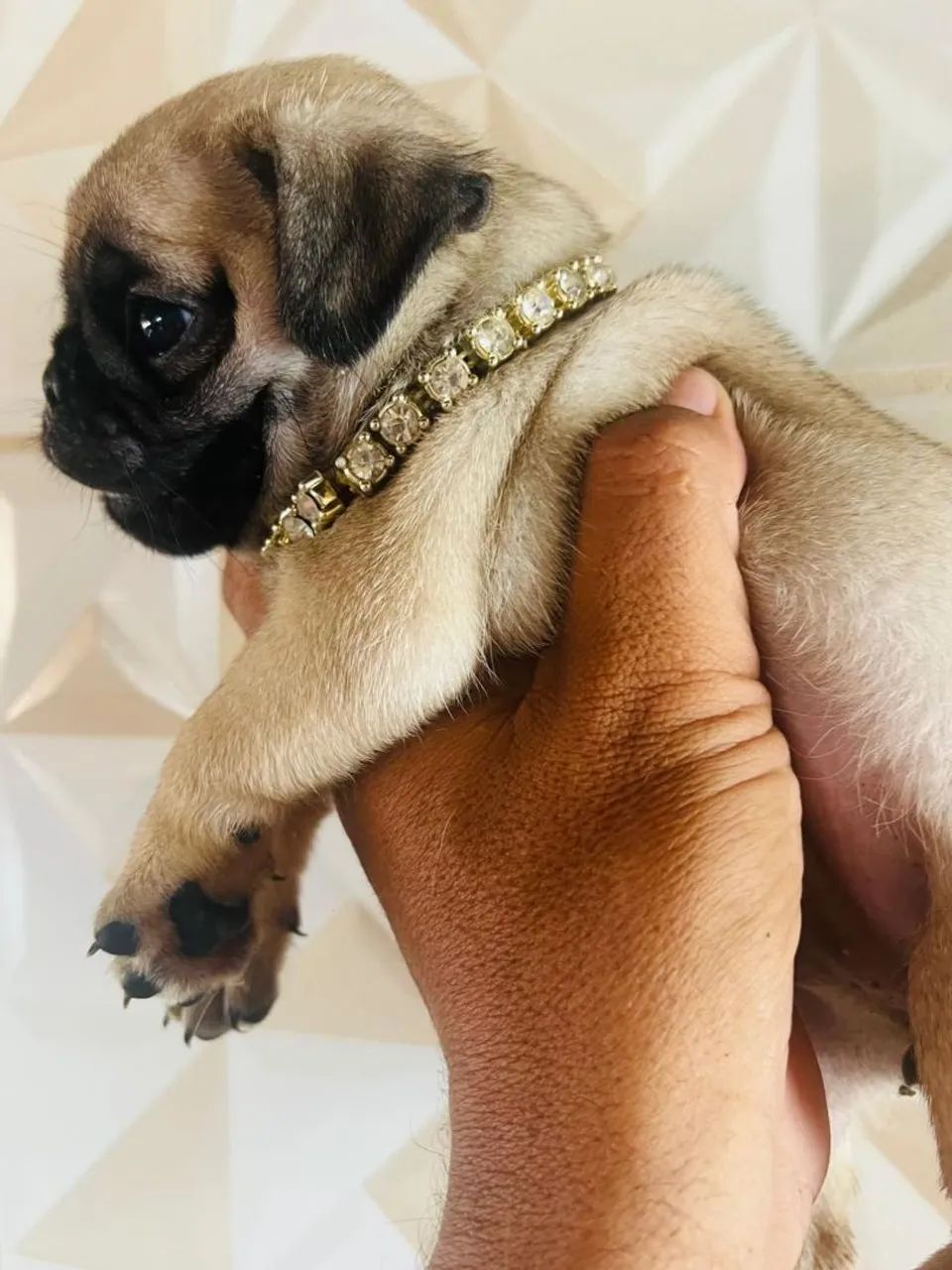 Filhotes de pug  - Foto 4