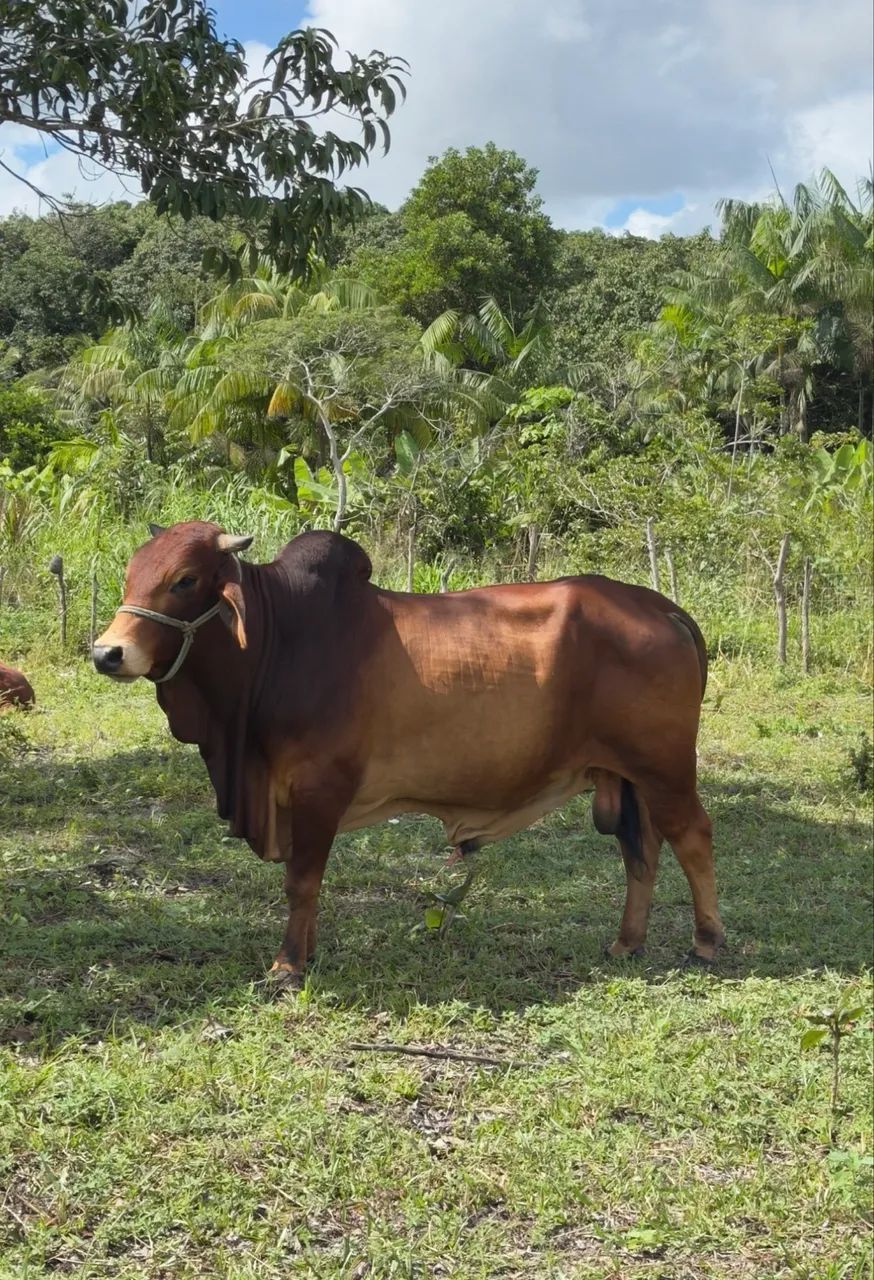 Touro SINDI PO  - Foto 2