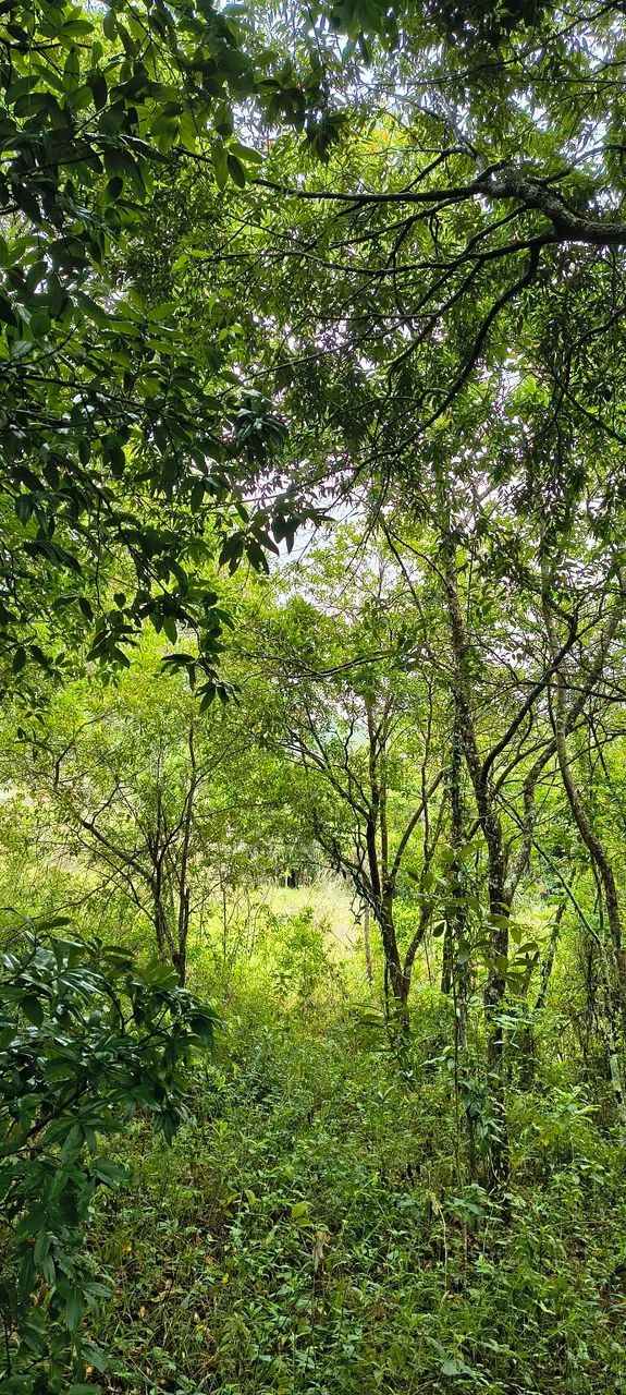 Terreno com chão de casa,acesso,e padrão de luz - Foto 4