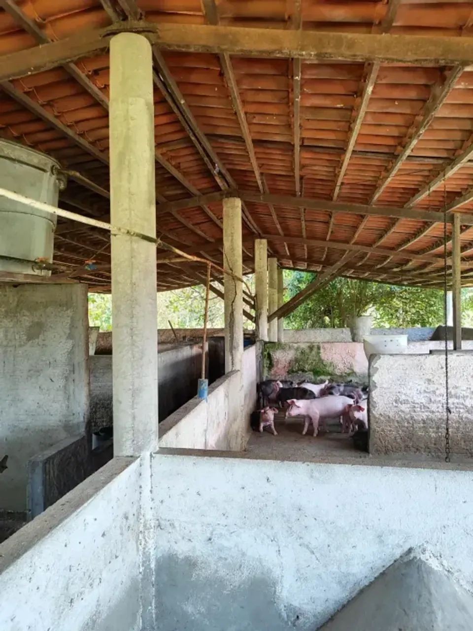 Granja com 17 hectares na região de Macaiba - Foto 5