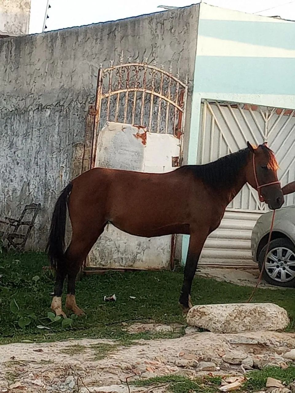 Besta mística  - Foto 5