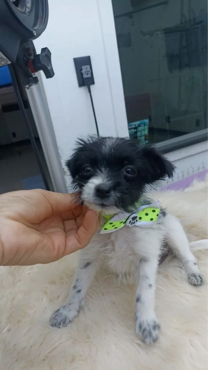 ADOÇÃO RESPONSÁVEL  - Foto 3