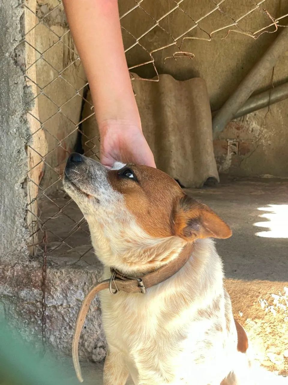 Doação de cachorros - Foto 4