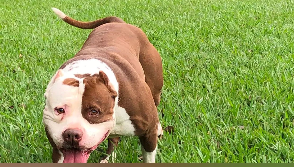 Pit bull - Foto 2